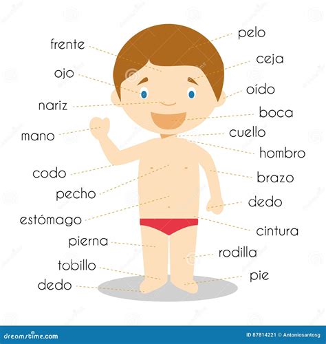 cabeza traduction